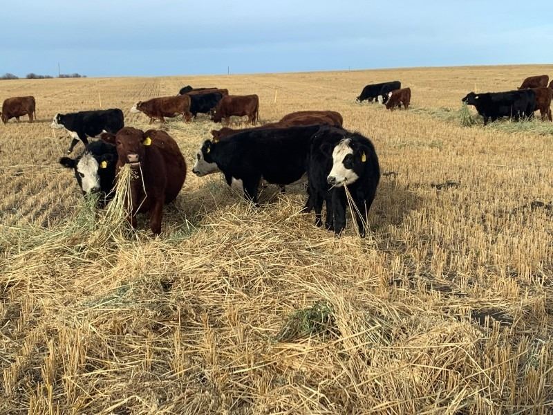 Lazy J Cattle Co. 7 Red Heifers 921 Team Auction Sales