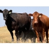 Image 3 : Rafter C Ranch Ltd. - 850# October Delivery Grass Heifers - 68 Head (Lafleche, SK)