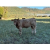 Image 10 : Squaw Valley Ranch - 750# October Delivery Steer Calves - 80 Head (Lumby, BC)