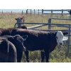 Image 6 : Key International - 550# October Steer Calves - 50 Head (Asquith, SK)