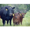 Image 3 : Mt. Sentinel Ranch Ltd. - 540# October Delivery Steer Calves - 115 Head (Longview, AB)