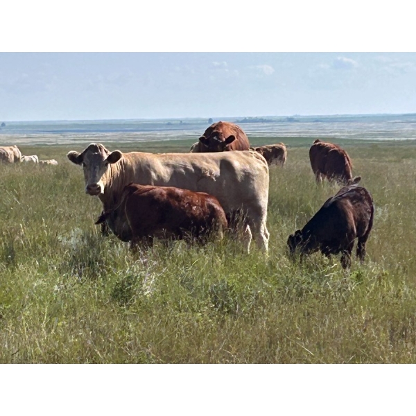 Lynn Dee Ray Ltd. - 555# October Delivery Heifer Calves - 65 Head (Sheerness, AB)