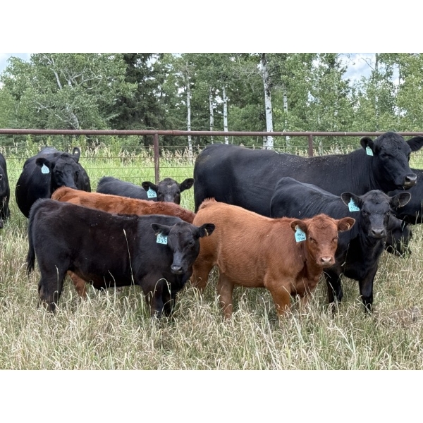 Cornerglen Ranching - 575# November Delivery Steer Calves - 50 Head (Crestomere, AB)