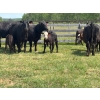 Image 4 : Hines Ranching Co. Ltd. - 525# November Delivery Steer Calves - 100 Head (Marwayne, AB)
