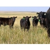Image 2 : Vredegoor Ranch - 500# October Delivery Steer Calves - 195 Head (Handhills, AB)