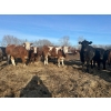 Image 2 : Chris Bartel - 775# March/April Delivery Steers - 78 Head (Fort Vermilion, AB)