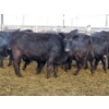 Image 5 : Pakowki Ranching Co. Ltd.  - 10 Black Heifers (Pen 301 - 303)
