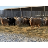 Image 3 : VJS Ag Corp. - 700# February Delivery Heifers - 80 Head (Vanscoy, SK) VBP+