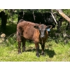 Image 8 : Cutting Edge/Holtry Creek - 675# November Delivery Steer Calves - 90 Head (100 Mile House, BC)