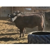 Image 12 : Alan Fridlington - 730# May Delivery Heifers - 162 Head (Kersley, BC)