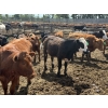 Image 8 : Alberta Prime Customer - 725# July/Aug Delivery Heifers - 70 Head (Monarch, AB)