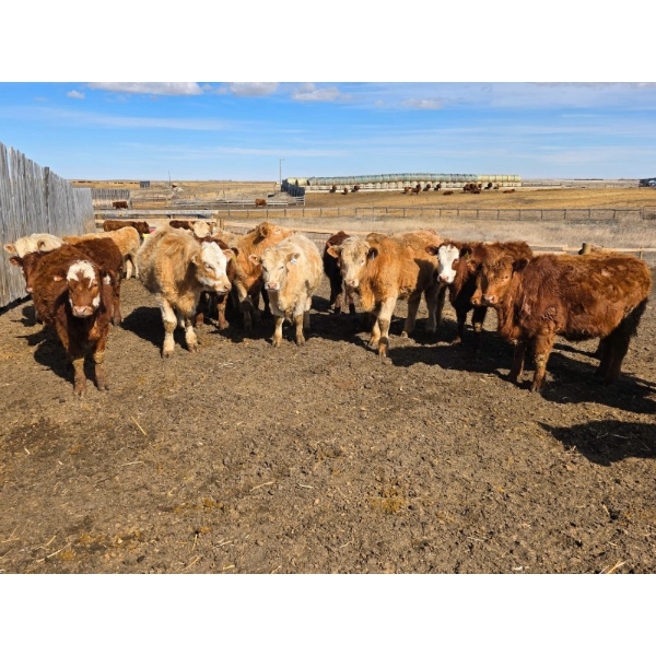 Hecker Farms Ltd. - 685# March Delivery Heifers - 63 Head (Piapot, SK)
