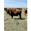 Image 2 : Adam & Don Wolfer - 56 Red Heifers