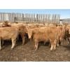 Image 5 : Williamson Farms - 925# February Delivery Heifers - 292 Head (Bow City, AB)
