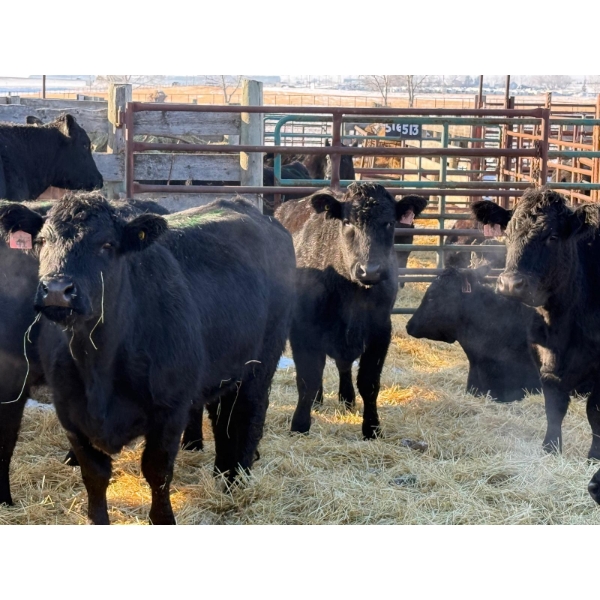 6S Family Farm - 10 Second & Third Calvers (Pen 410)