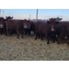Image 1 : Graham Alexander - 3 Red Young Cows (Pen 411)