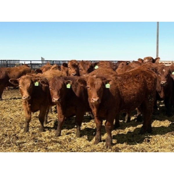 Van Hall Cattle Company Ltd. - 990# April Delivery Steers - 57 Head (Scandia, AB)