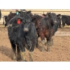 Image 4 : 9X Enterprises - 750# April Delivery Steers - 135 Head (Millicent, AB)