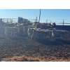 Image 5 : Vee Tee Feeders  - 875# March Delivery Heifers - 130 Head (Lloydminster, AB) 