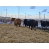 Image 1 : Stryker Cattle Co (Chad Stryker) - 1 Young Black Cow (Pen 436)