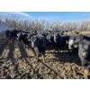 Image 7 : GDS Enterprises Ltd. - 890# February Delivery Steers - 120 Head (Burstall, SK)