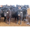 Image 4 : Marsh Ranches Ltd. - 875# October Delivery Grass Heifers - 70 Head (Southey, SK) VBP+