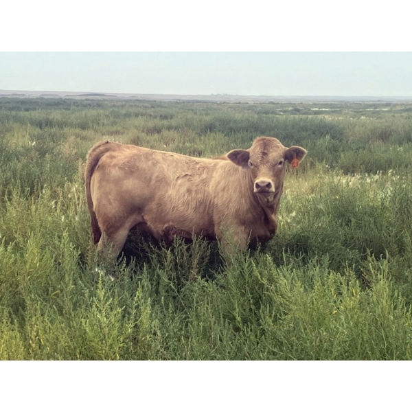 Ray, Bob & Blake Penner - 620# October Delivery Heifer Calves - 85 Head (Oyen, AB)