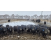 Image 3 : Franz Land & Cattle - 760# March Delivery Heifers - 98 Head (Medicine Hat, AB)