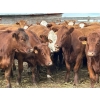Image 2 : Flat Rock Farming - 12 March/April Calving Red Brockle/Red Baldy Bred Heifers (Strathmore, AB)