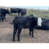 Image 7 : Key International - 550# October Steer Calves - 50 Head (Asquith, SK)