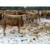 Image 4 : Terry Sliworsky - 800# February Delivery Heifers - 80 Head (Meadow Portage, MB)