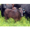 Image 13 : Spring View Ranch Ltd. - 610# November Delivery Steer Calves - 80 Head (Beaubier, SK)