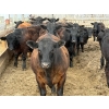 Image 3 : Richard Rosen - 1020# May Delivery Steers - 75 Head (Rainier, AB)