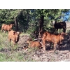 Rusty Toews - 575# November Delivery Steer Calves - 75 Head (Kersley, BC)