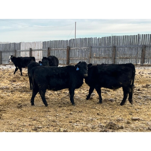 L & J Ranch - 730# January Delivery Heifers - 85 Head (Harptree, SK)