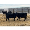 Image 1 : L & J Ranch - 730# January Delivery Heifers - 85 Head (Harptree, SK)