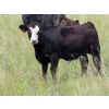 Image 7 : Pleasant Vista Farms - 675# October Delivery Steer Calves - 90 Head (Peebles, SK)
