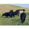 Image 2 : Bar 3 Ranches Ltd. - 960# September Delivery Grass Steers - 64 Head (Erskine, AB)