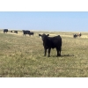 Image 7 : Brad & Sandy Lockhart - 550# October Delivery Steer Calves - 110 Head (Big Stone, AB)