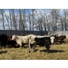 Image 5 : CS Livestock - 860# March Delivery Steers - 65 Head (Rimbey, AB)