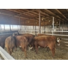 Image 2 : Gemstone Cattle Company - 10 RBF Heifers (Pen 321 - 323) 927# avg