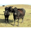 Image 8 : R&W Cattle Co. (Regan & Whitney Curry) - 490# Steer Calves - 120 Head (Sunnynook, AB) VBP+