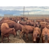 Image 10 : Cattlewood Farms Ltd. - 740# June Delivery Heifers - 200 Head (Fincastle, AB)