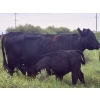 Image 2 : Malarky Farms - 35 Black/Black X Cow/Calf Pairs (Newdale, MB)