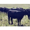 Image 6 : DK Livestock - 960# September Delivery Grass Heifers - 80 Head (Longview, AB)