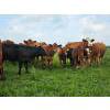 Image 9 : Double J Crop & Cattle Co.  - 650# September Delivery Steer Calves - 80 Head (Rimbey, AB)