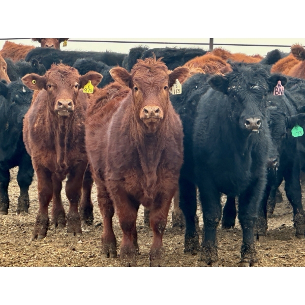 Duane & Austin Ashbacher - 775# February Delivery Steers - 80 Head (Arrowwood, AB)