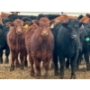 Image 1 : Duane & Austin Ashbacher - 775# February Delivery Steers - 80 Head (Arrowwood, AB)