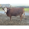 Image 3 : Cunningham Cattle Co. - 1425# July Delivery Heiferettes - 35 Head (Sundre, AB)