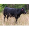 Image 14 : Leib Farm & Ranch Ltd. - 715# November Delivery Steer Calves - 85 Head (Southey, SK)